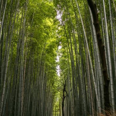 荣耀奇迹游戏(暂未上线)v1.6 安卓最新版